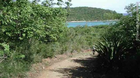 Salt Pond Bay Trail